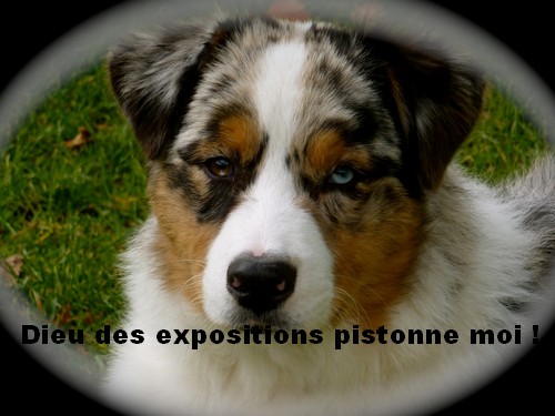 st-pdc